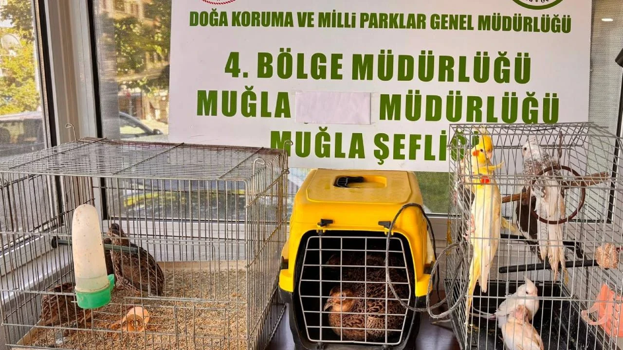 Muğla'da kaçak hayvan operasyonu