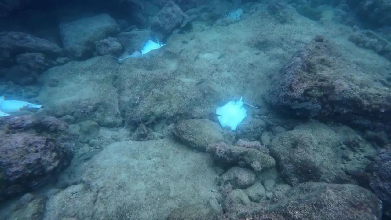 Antalya'da çok sayıda ölü vatoz görüldü