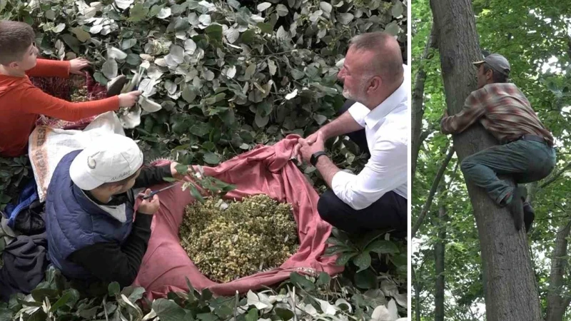 Toplamak için ölümü göze alıyorlar: Kilosunu 3 bin liradan satıyorlar