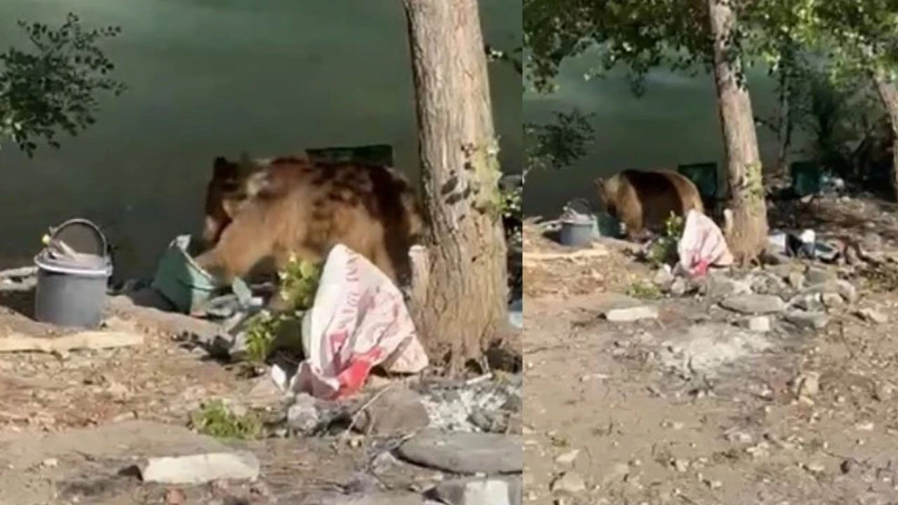 Bozayı piknikçilerin sofrasına misafir oldu
