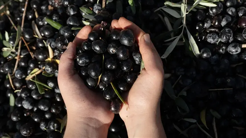 Zeytinde yüksek rekolte beklentisi!