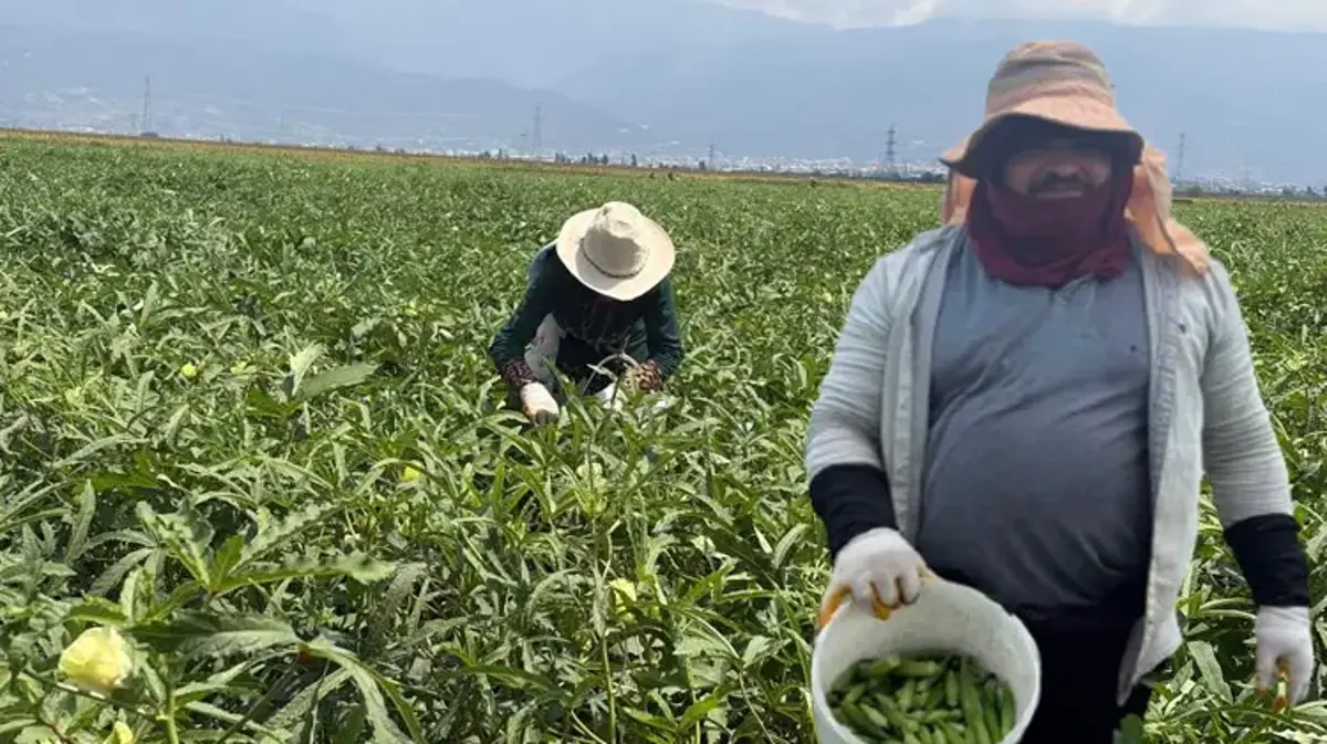 Osmaniye'de üretilip 81 ile gönderiliyor! 5 ay sürecek hasat başladı: Tarlada kilosu 120 lira