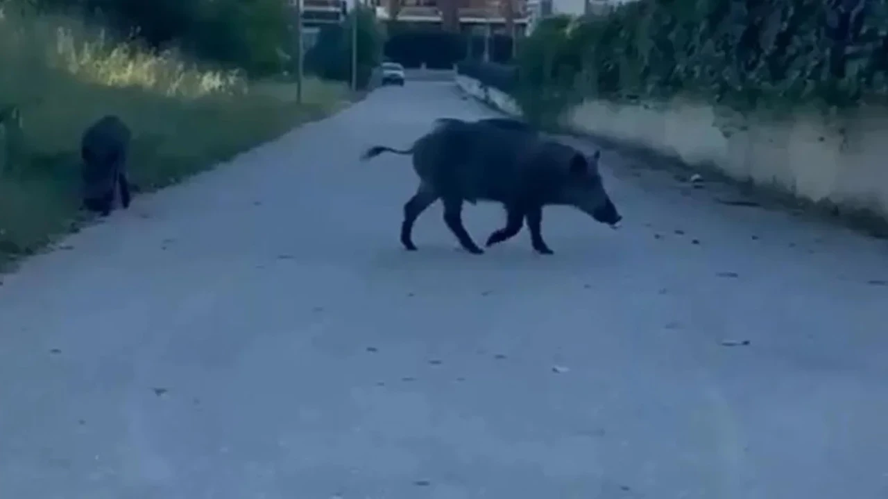 Aç kalan domuzlar Nilüfer Kent Ormanı’nda yiyecek aradı