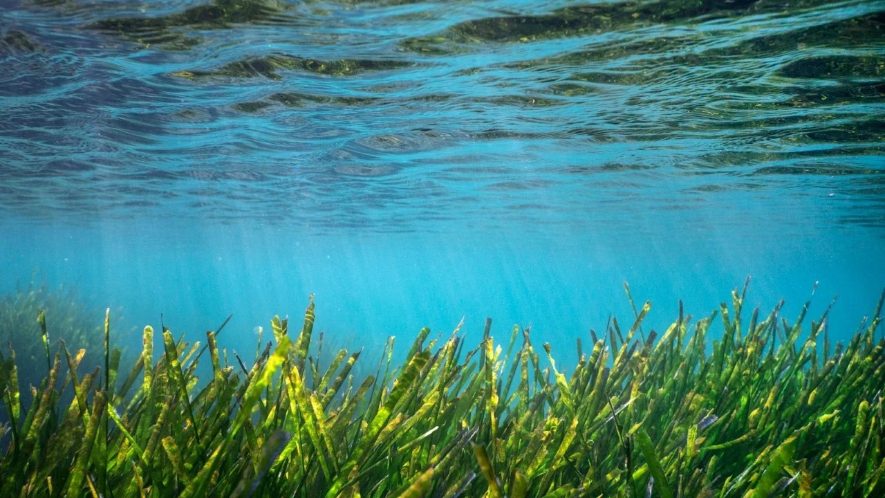 Bodrum’da keşfedildi: 40 metre derinliğe kadar uzanıyor