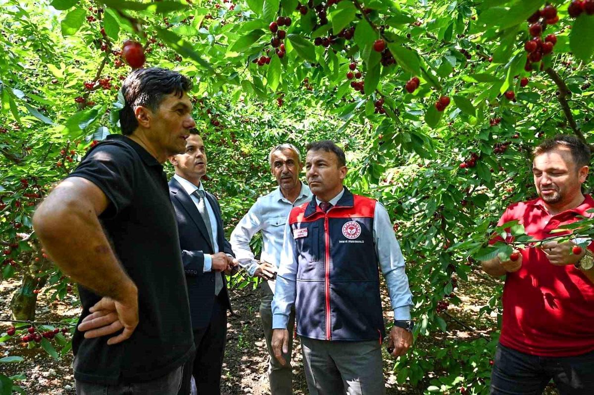 Honaz'da kiraz hasadı başladı
