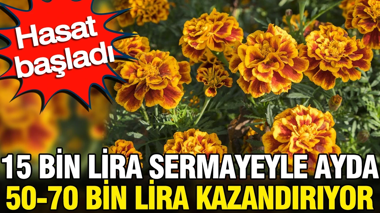 15 bin lira sermayeyle ayda 50-70 bin lira kazandırıyor: Hasat başladı