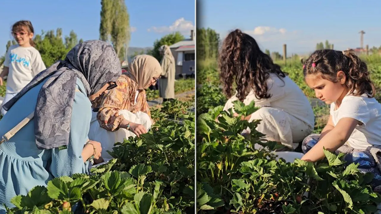Aracıları devre dışı bıraktı, dalından topla konsepti başlattı! Tarlada 100 liraya yok satıyor