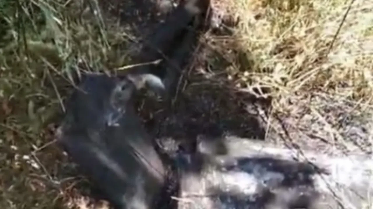 Kastamonu'da korku dolu anlar: Evin fındık bahçesine çakılan 200 kiloluk İHA alev alev yandı