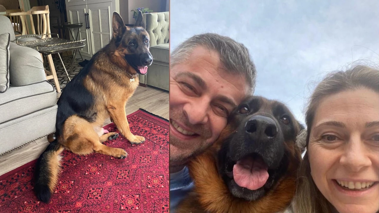 Alman Kurt köpeği Santos 25 gündür kayıp: Ailesi 100 Bin TL ödül koydu