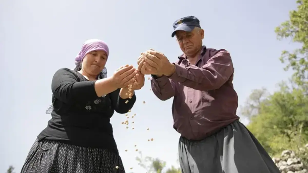 Mersin'de üretici kazanacak! Tam 600 kilo dağıtıldı: Atalık tohum yeniden üretime kazandırıldı