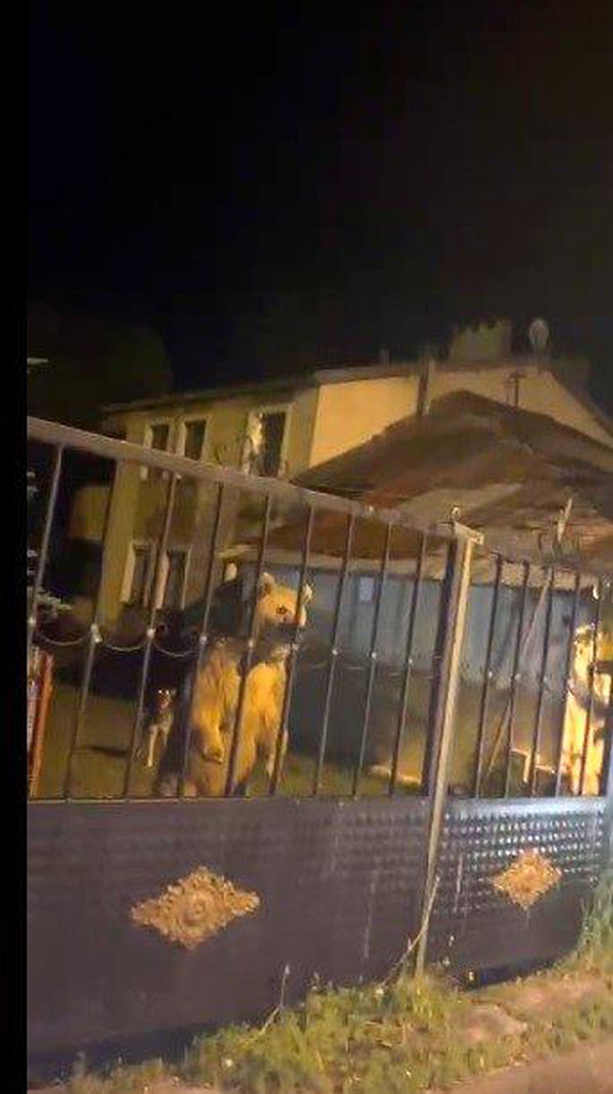 Sarıkamış'ta bu kez roller değişti: Vatandaş dışarıda bekledi, ayılar bahçede misafir oldu