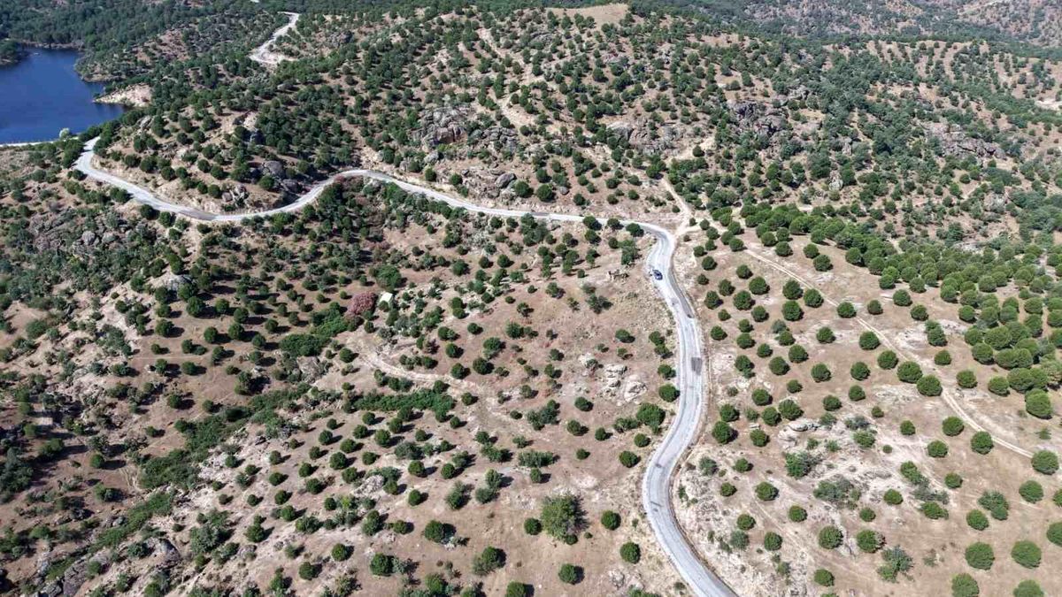 Aydın'da 15 yıl önce dikilen fıstıkçamları kozalak vermeye başladı