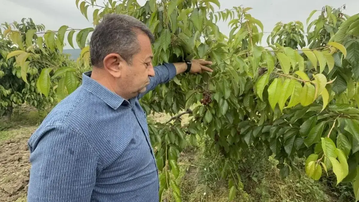 Barajlar doldu ama kiraz üreticisi kan ağlıyor: Son 30 yılın en garip sezonu yaşanıyor: 'Ağaçta meyve var diye sevinmeyin, hepsi dökülecek!'