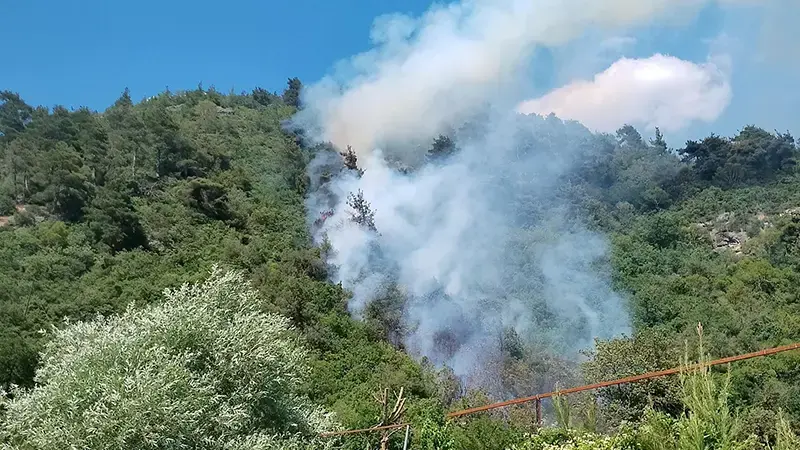 Bursa'da orman yangını