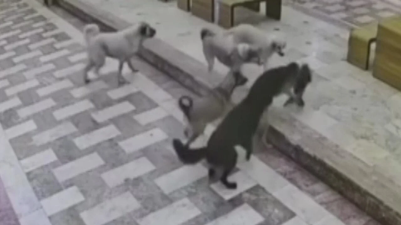 Başıboş köpekler çocuk, kadın bulamayınca kedi parçalıyorlar!
