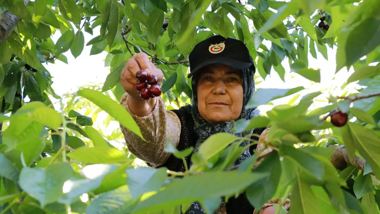 Geçen yıl hiç yoktu, bu yıl dalları kırdı: Tarlada 20, markette 300 lira