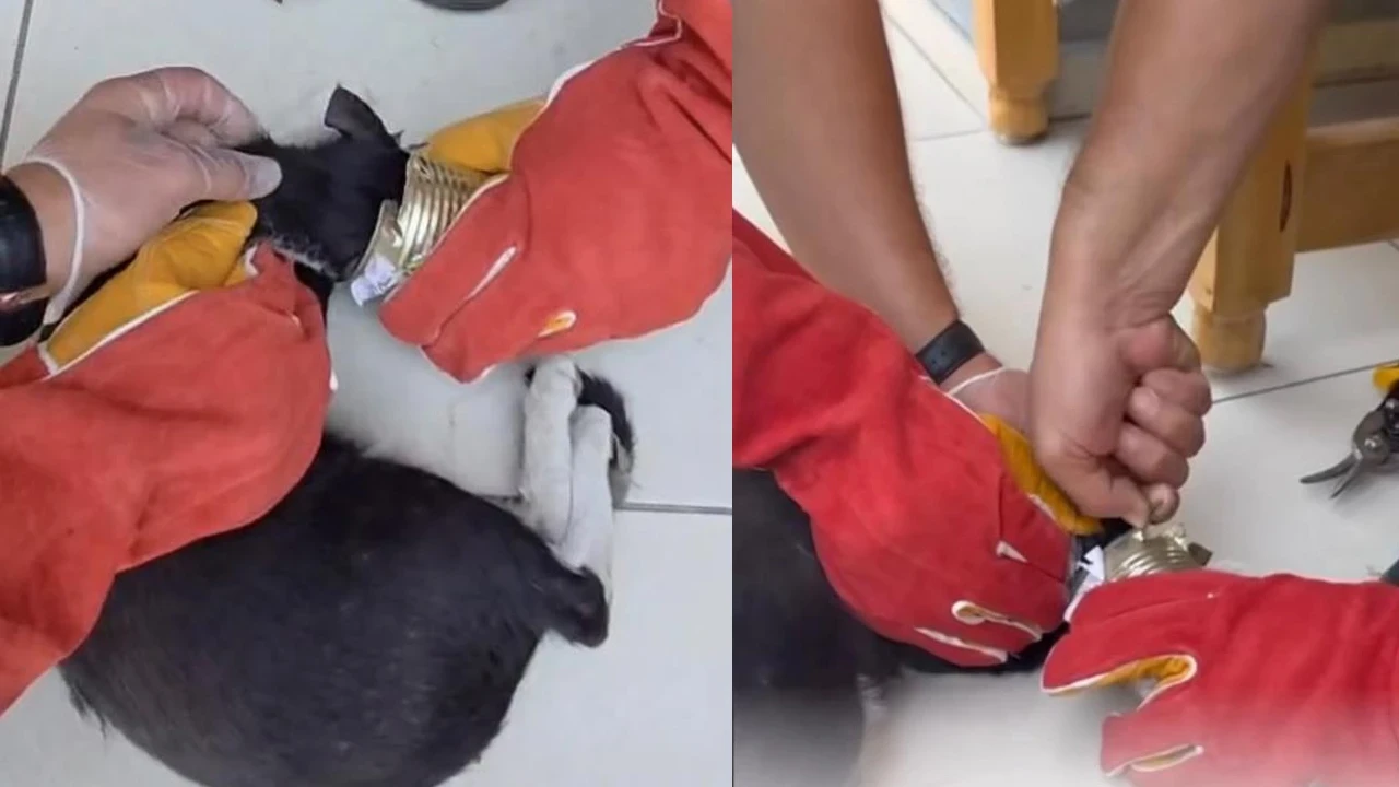 Batman'da başı tenekeye sıkışan kedi itfaiye ekiplerince kurtarıldı