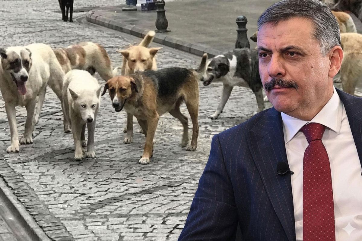 Bakan Çiftçi: Sokak hayvanlarının tamamını Eylül-Ekim aylarında toplamayı hedefliyoruz