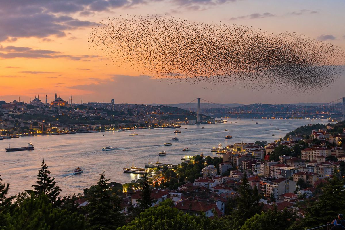 Sürüler halinde Türkiye'ye geliyorlar! İstanbul'dan sonra o ili de sardılar