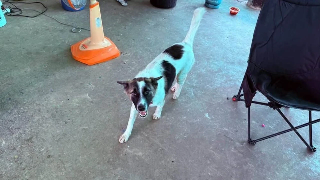 Tayland'da evcil köpek, dışarıda bulduğu el bombasını eve getirdi