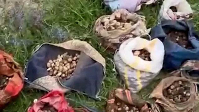 Çankırı'da izinsiz salep orkidesi yumrusu toplayan 10 kişiye 7 milyon lira ceza