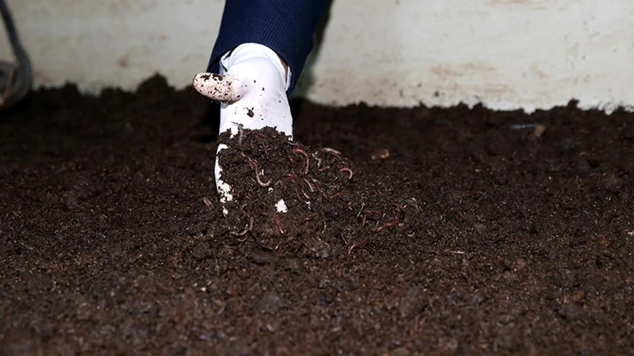 Bahçede başladı, gelir kapısına dönüştü: Yılda 6 ton solucan gübresi üretiyor