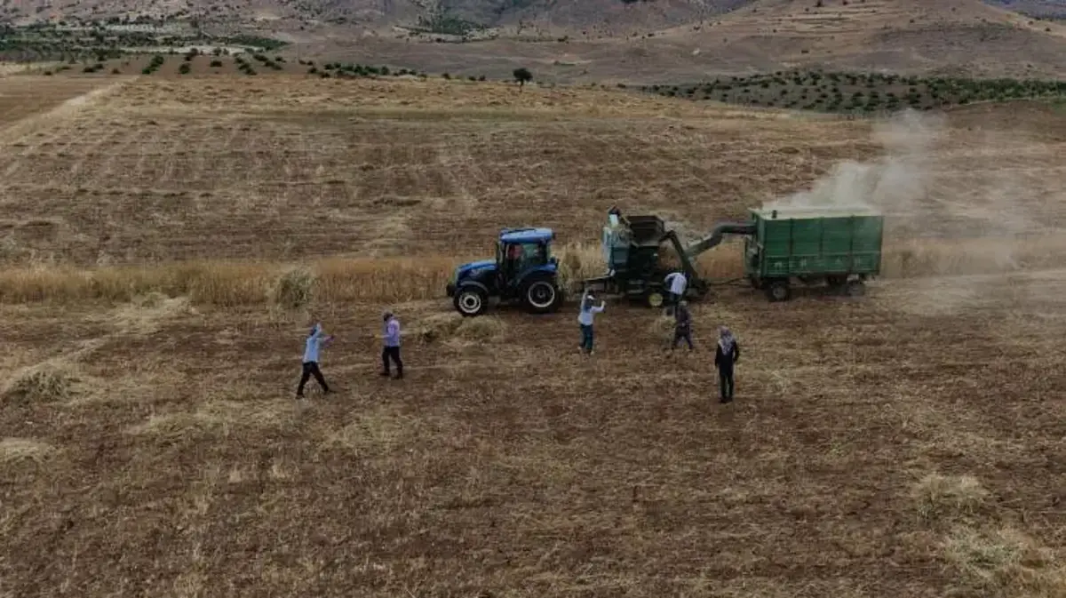 Gercüş'te çiftçiler sıcaklara meydan okuyor! Kavurucu havada 'oyun havalı' hasat