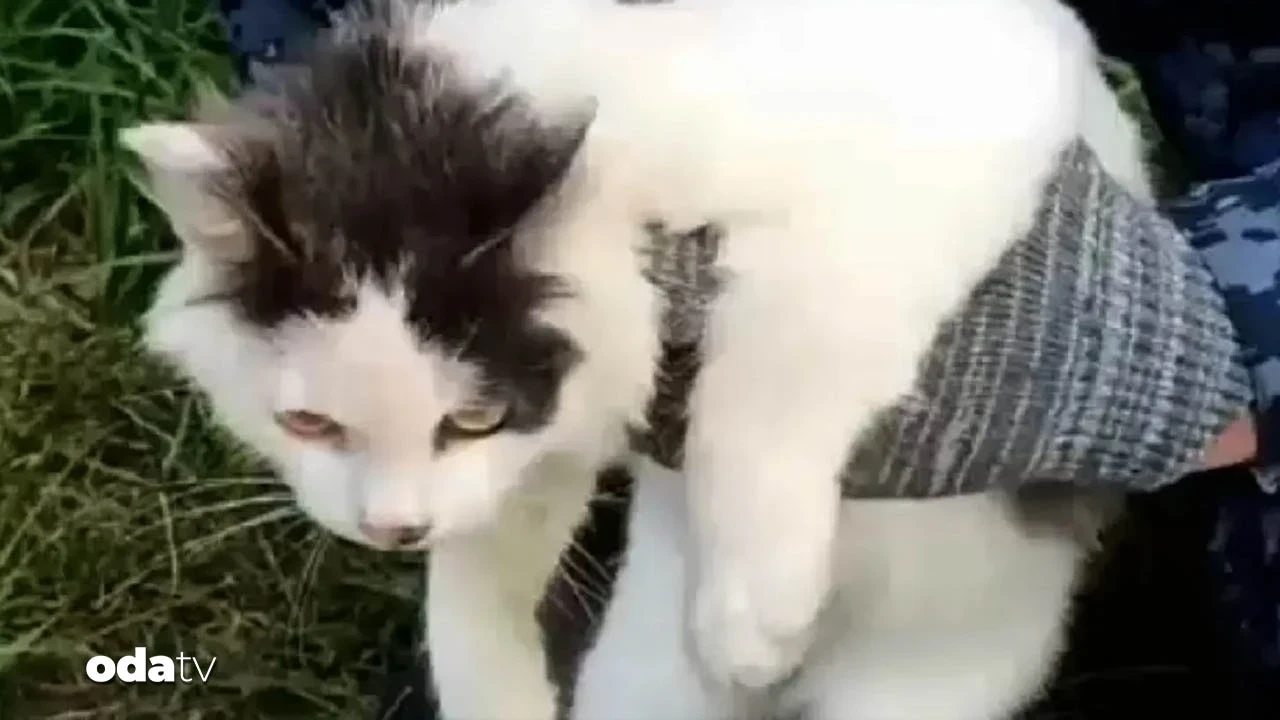 Rusya'da şaşırtan olay... Cezaevinde kediyi 'torbacı' yaptılar