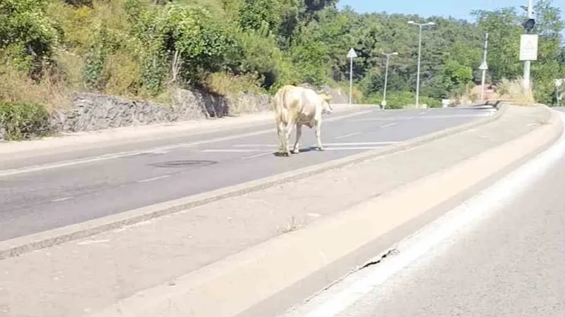 İstanbul'un göbeğinde başıboş inek