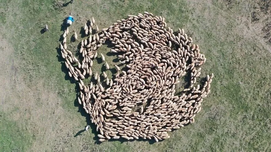 Hayvan varlığı 400 bini aşan TİGEM'den damızlık desteği