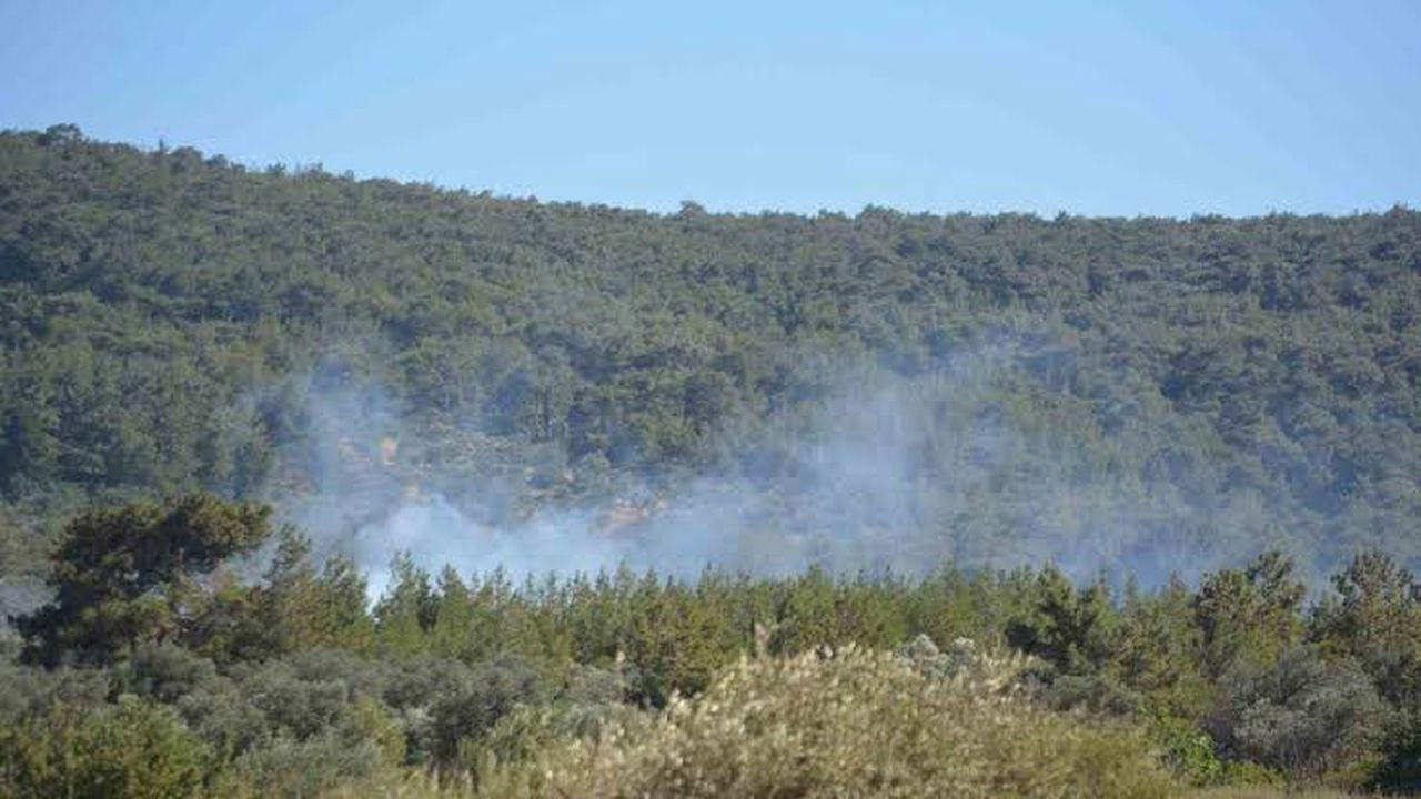 Ayvalık’ta çiftlik yangını ormana sıçradı