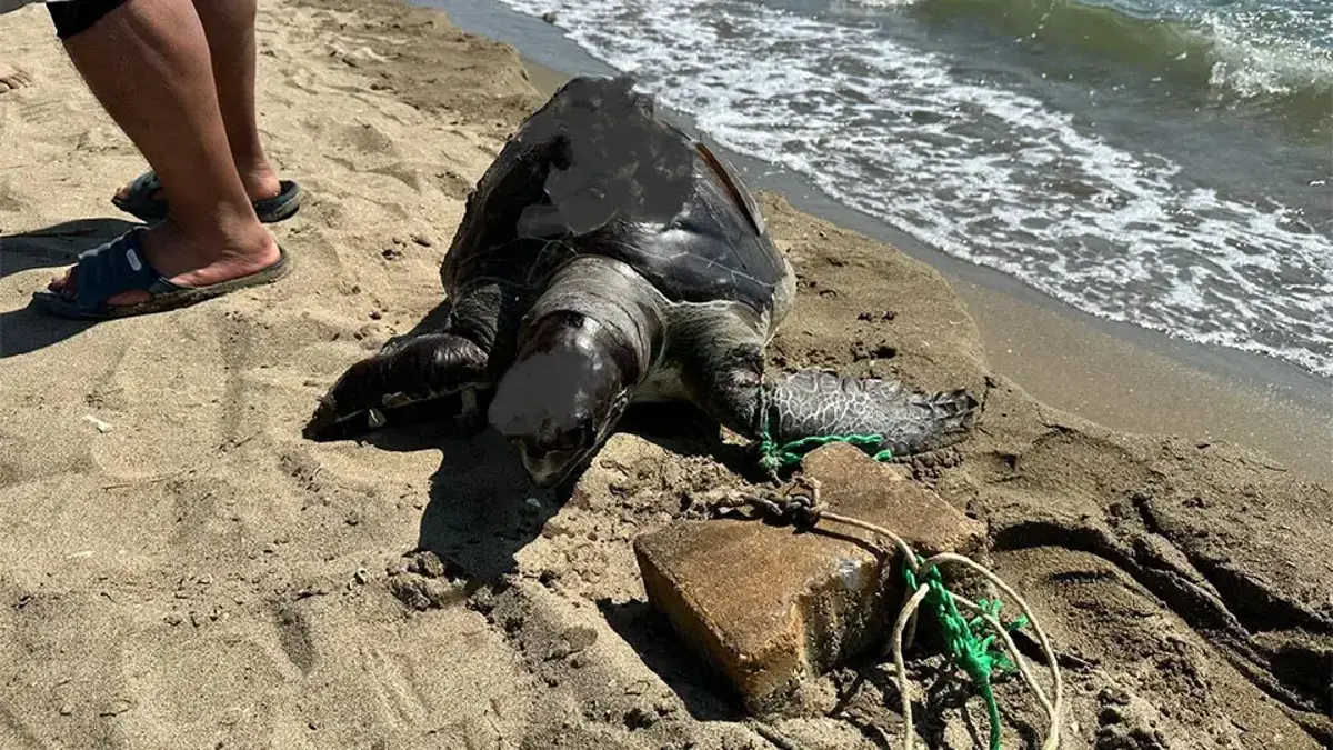 Deniz kaplumbağası, yüzgecine parke taşı bağlanarak canice öldürüldü