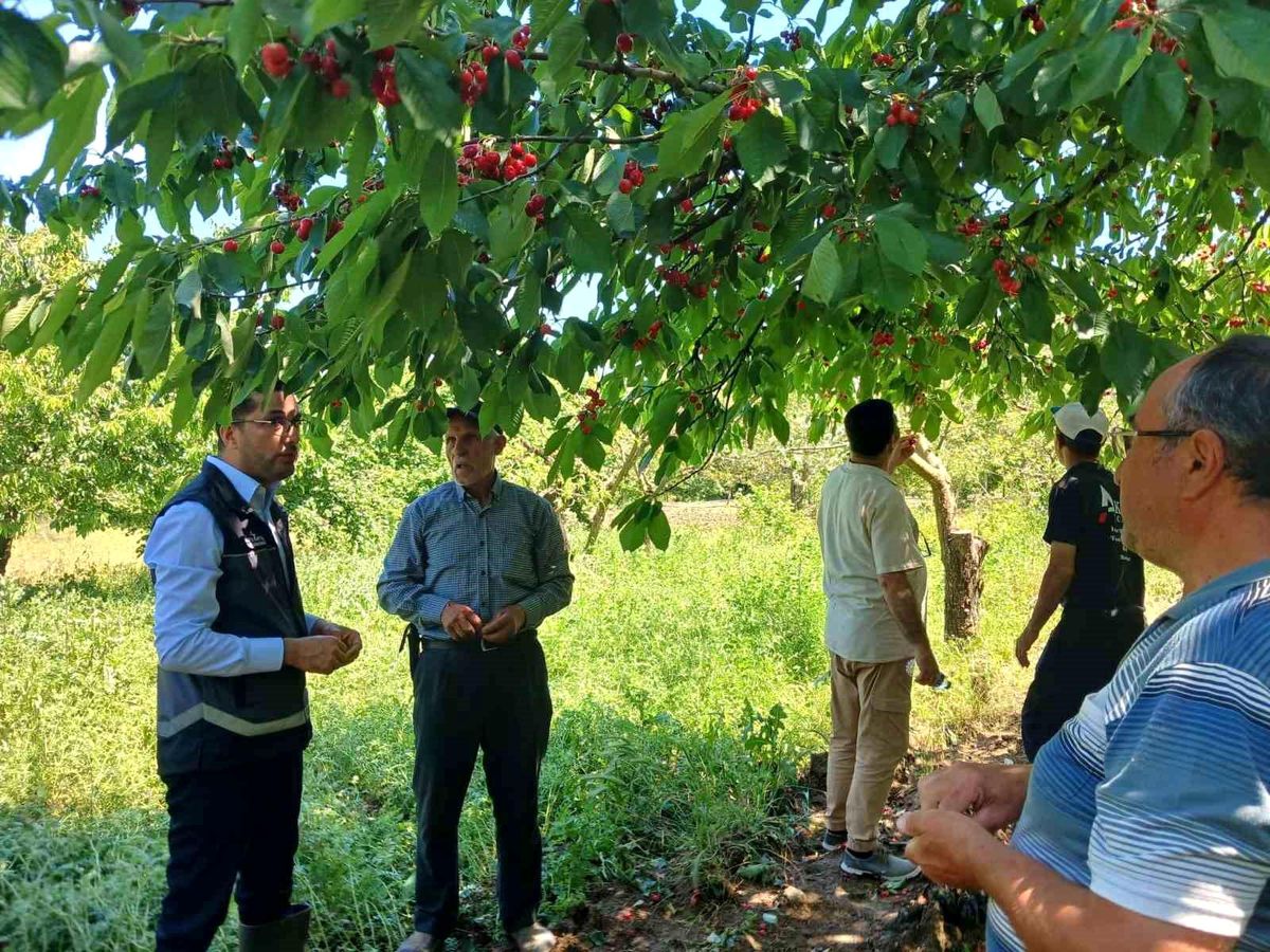 Dolu yağışı sonrası sahada zarar tespiti yapıldı