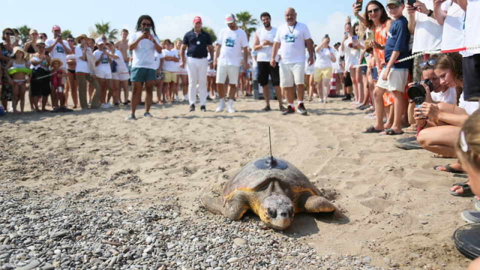 Antalya'da otellerden caretta carettalara uydu izleme cihazı takıldı