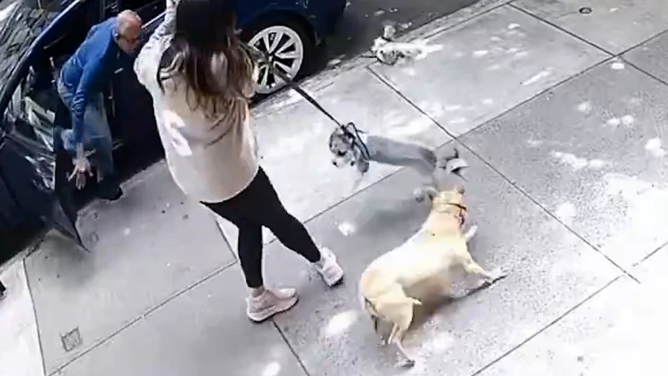Park Halindeki Araçtan Atlayan Pitbull İki Köpeğe Saldırdı