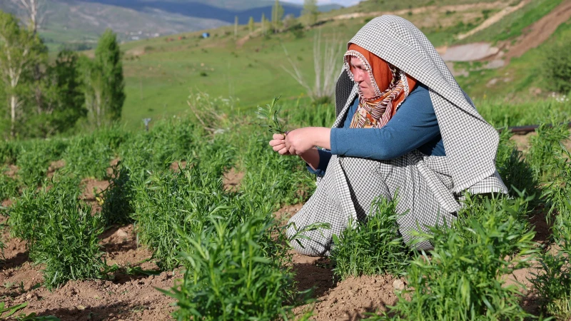 Hobi olarak başladı şimdi servet kazanıyor: Kilogramı 2 bin TL kapış kapış satılıyor