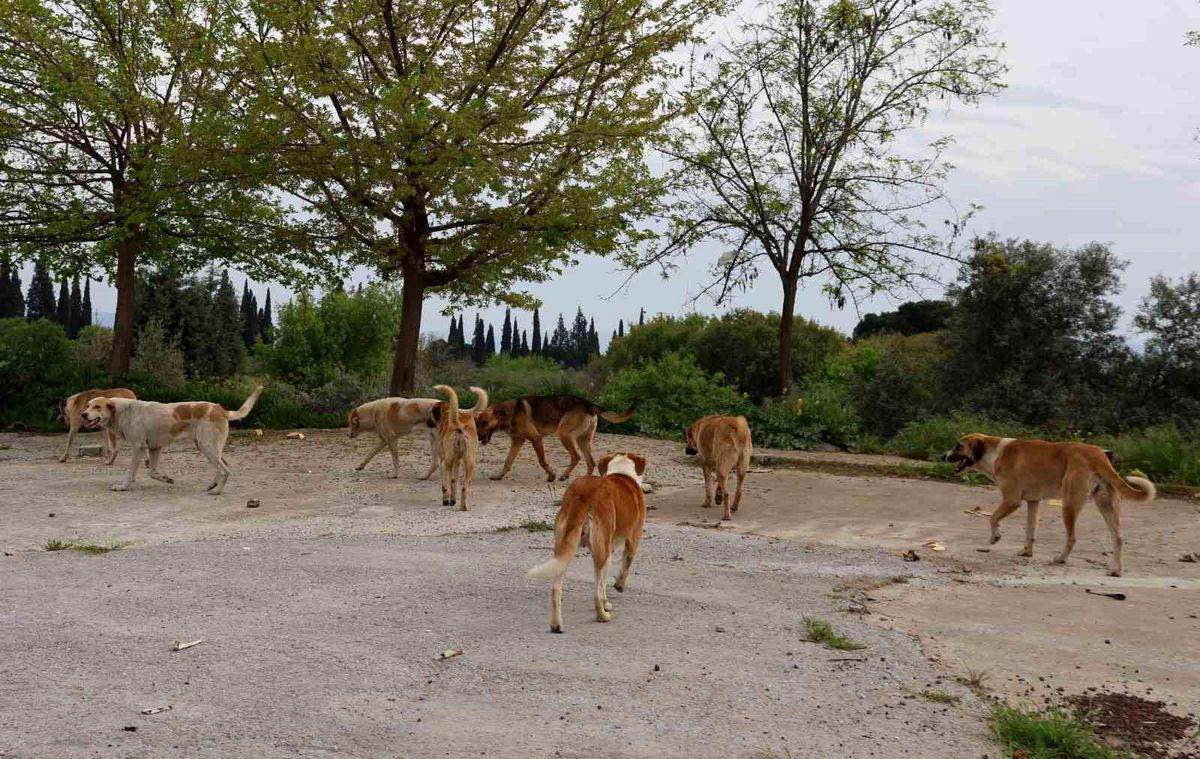 Aydın'da sahipsiz sokak hayvanları için çalışmalar sürüyor