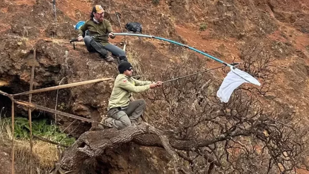 Dünyada tek kalan ağaç alarm verdi! 24 saat başında nöbet tutuyorlar