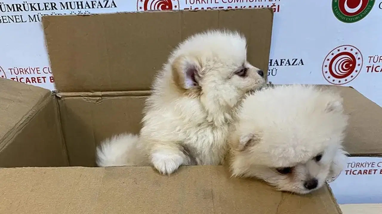 Ticaret Bakanlığı duyurdu: Kapıkule Gümrük Sahası'nda 6 'Pomeranian' cinsi köpek yavrusu kurtarıldı