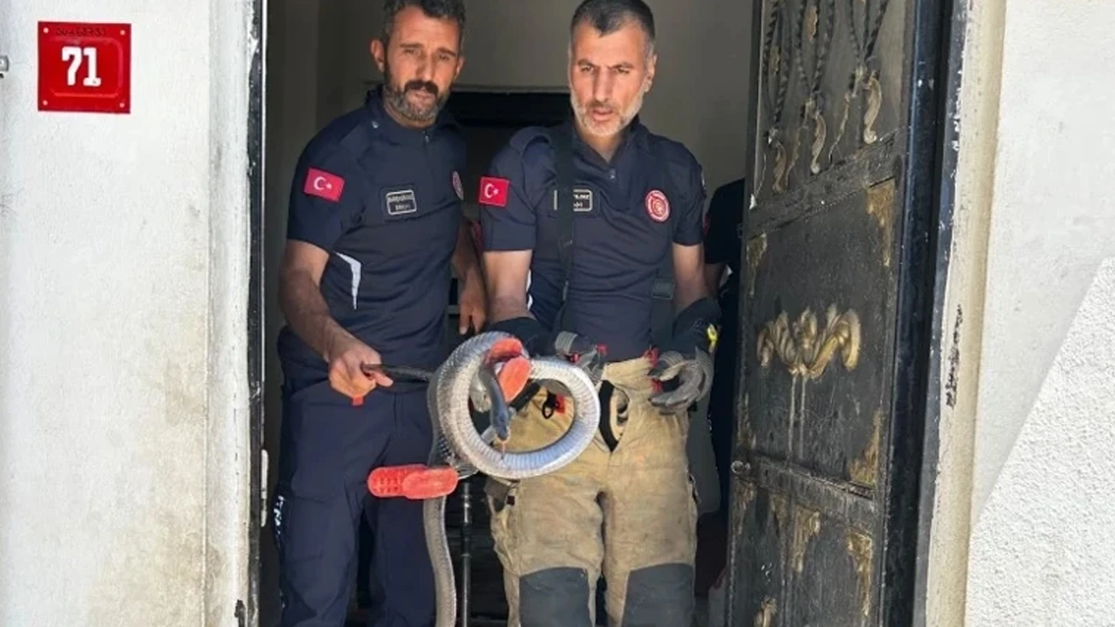 Evin lavabosundan çıkan yılan paniğe neden oldu