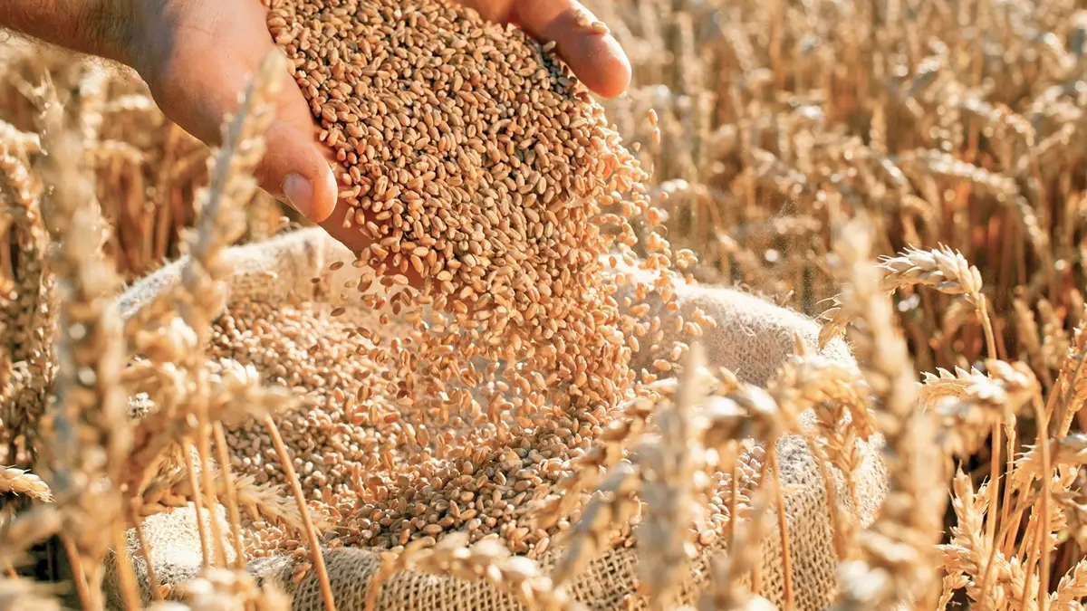 Tohumculukta hedef ilk 5'e girmek
