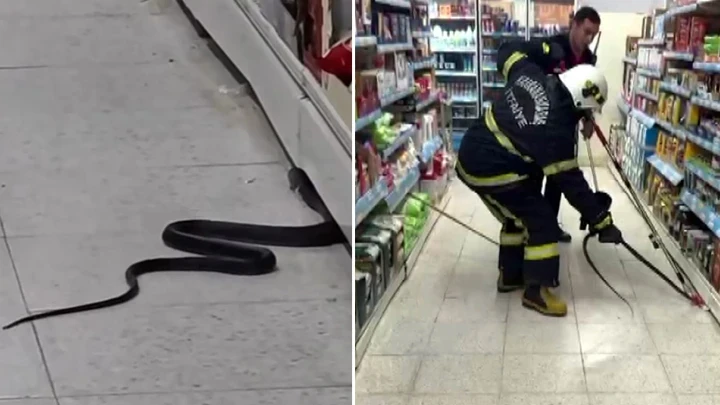 Kahramanmaraş'ta markette yılan paniği