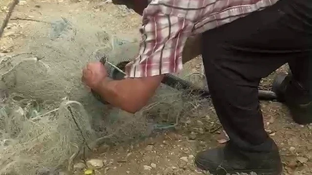 Balık ağında mahsur kalan yılanı elleriyle kurtardı
