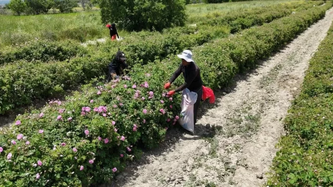 'Pembe hazine'nin zahmeti de getirisi de çok! Litresi 12 bin avroya alıcı buluyor