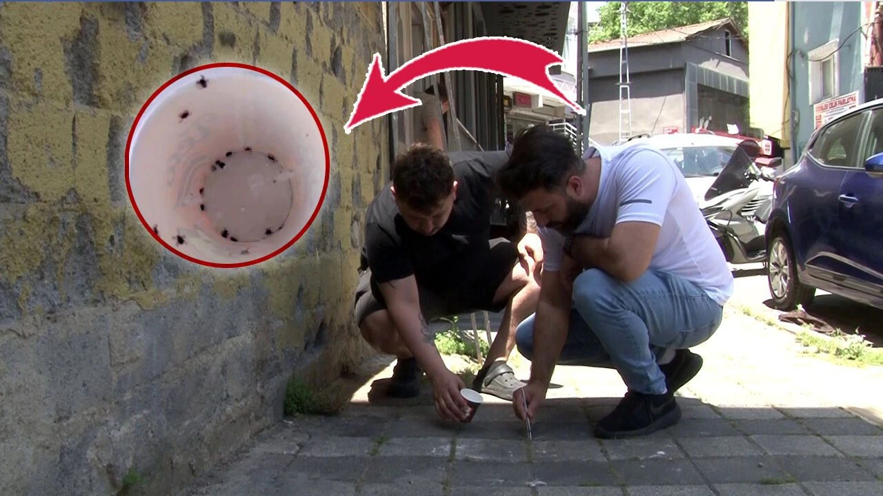İstanbul'da kene alarmı! Mahalleyi istila ettiler