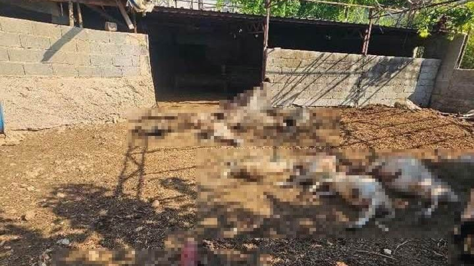 Silifke'de ağıla giren kurtlar koyunları öldürdü
