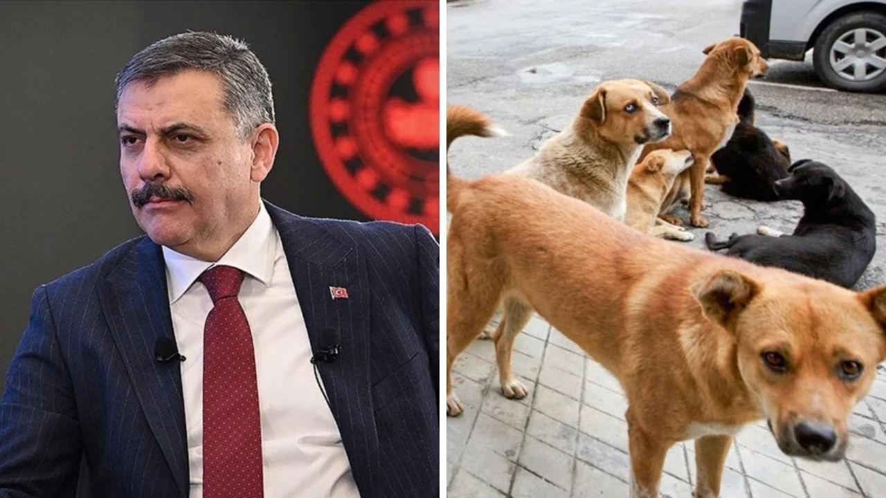 Bakan Çiftçi tarih verdi: Başıboş sokak köpeği sorunu sona erecek