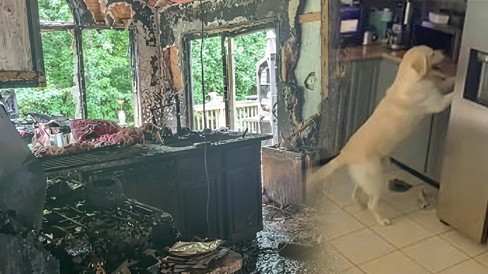 ABD'de köpek yanlışlıkla tost makinesini çalıştırdı, çıkan yangında 3 evcil hayvan öldü