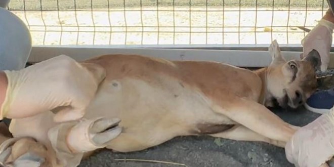 Şırnak'ta yaban keçisi avına 1,2 milyon lira ceza