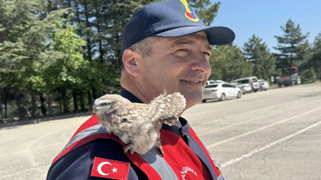 Yozgat’ta yürek ısıtan anlar: Cezaevi çatısından düşen baykuş kurtarıldı